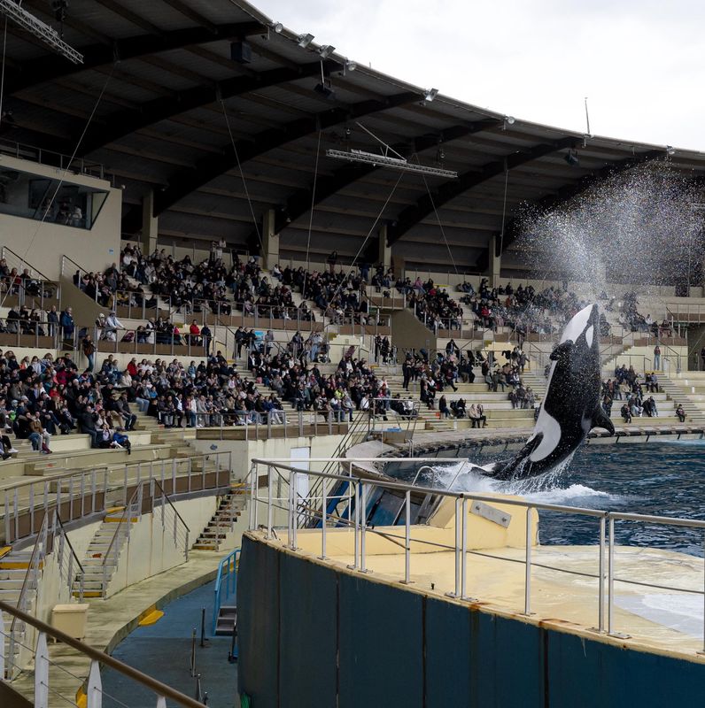 Des spectateurs observent une orque en performance au parc Marineland à Antibes, France, avant sa fermeture définitive le 5 janvier 2025.