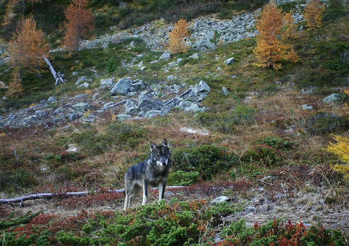 Depuis plusieurs années, le loup gagne du terrain dans les Alpes (ici en novembre 2016), et plus récemment dans le Jura, où une meute s’est installée près du Marchairuz. La présence d’un autre groupe de loup aurait marqué une nouvelle étape.