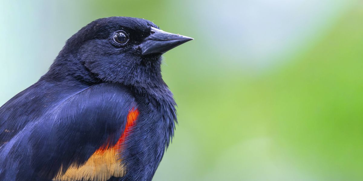 Fremde-Federn-durch-Chat-GPT-KI-Fakes-erreichen-die-Birdwatcher-Szene-und-verf-lschen-damit-die-Forschung
