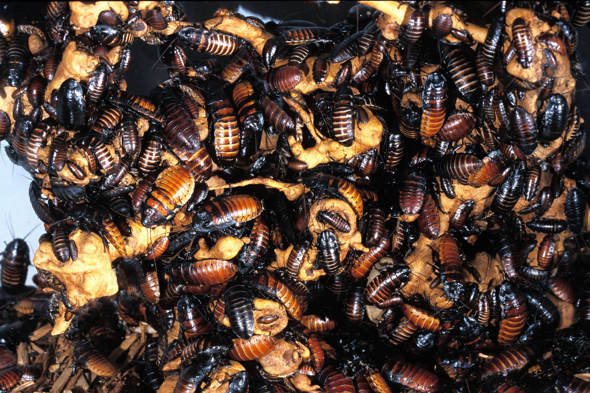 Illegale Insektenzucht entdeckt: 100’000 Kakerlaken beschlagnahmt – warum Australien jetzt hart durchgreift