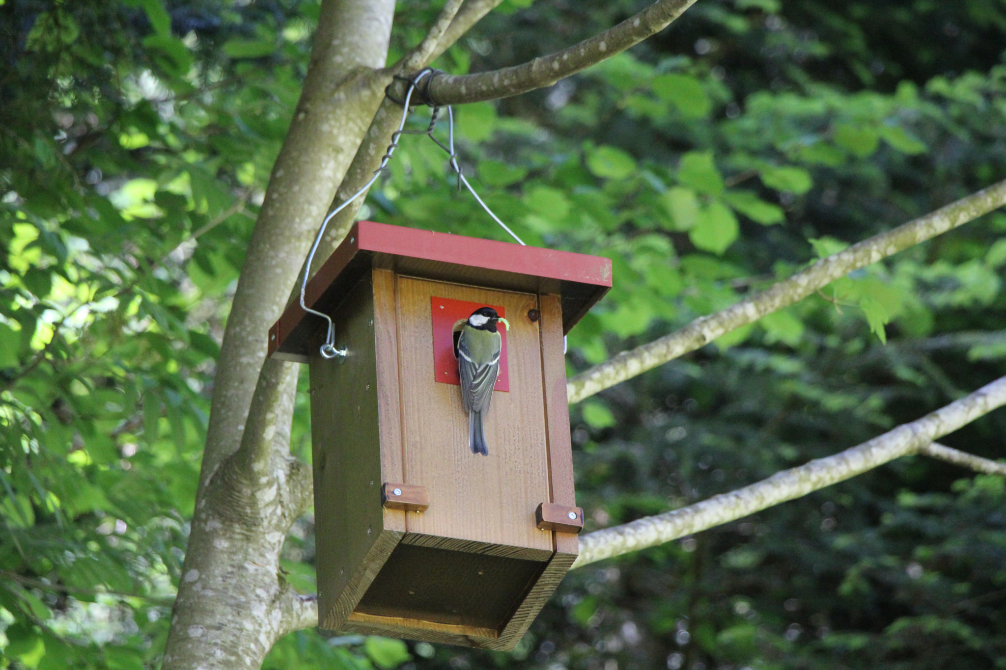 Ein Vogel sitzt auf einem Nistkasten, umgeben von grünen Blättern an einem Baum.