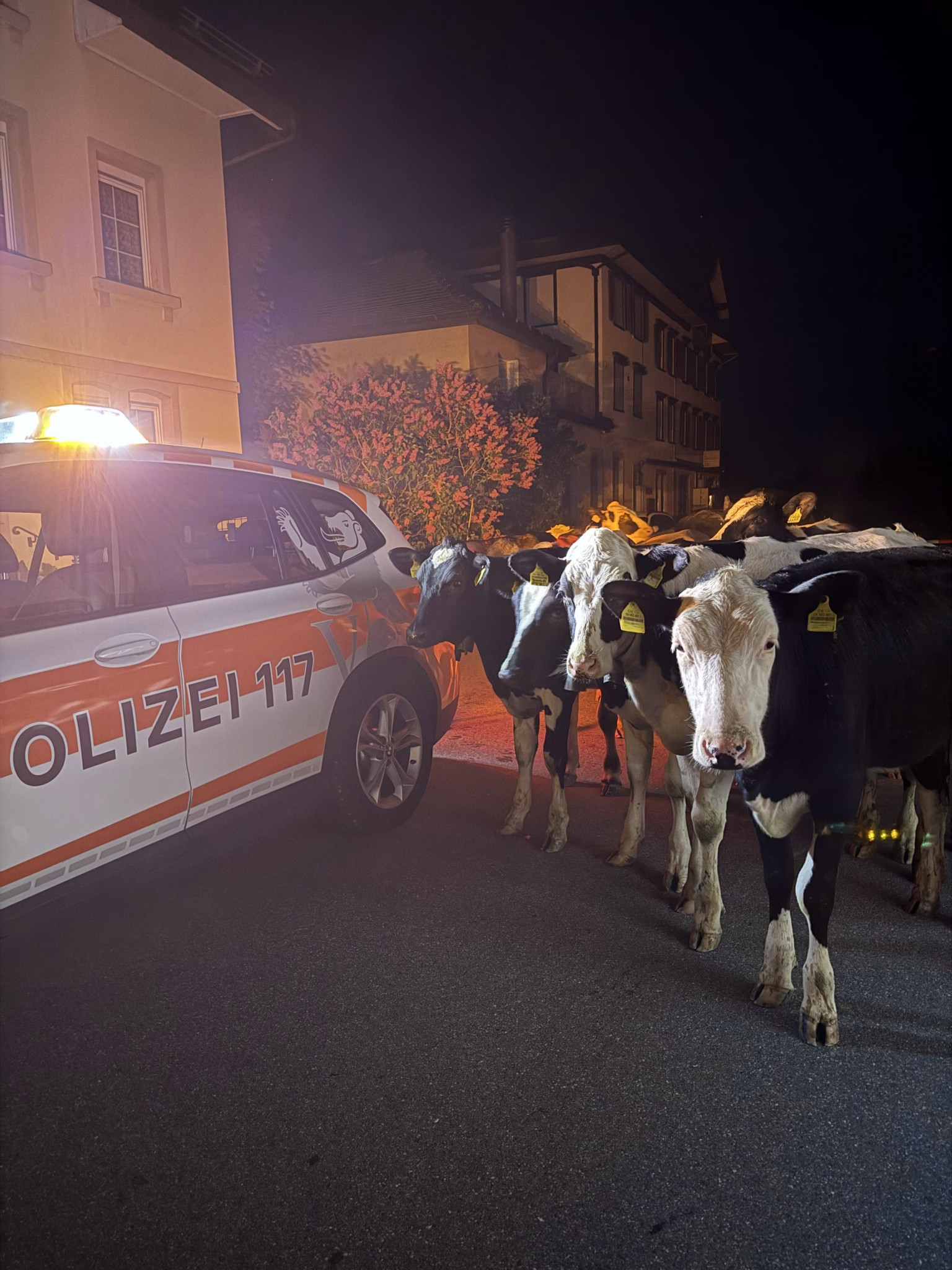Vieh büxt aus: Polizei fängt Rinderherde in Appenzell Ausserrhoden ein