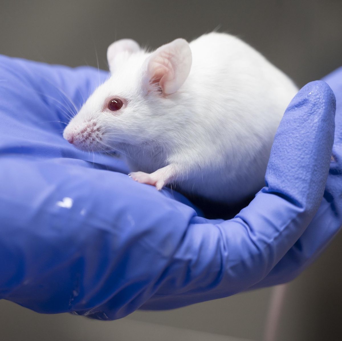 Technicien tenant une souris de laboratoire blanche dans une main gantée de bleu, dans un centre de recherche sur le cancer à Lausanne.