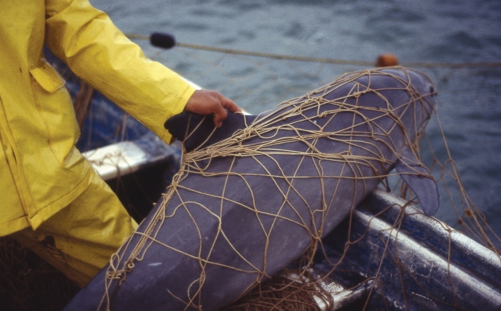 Le «panda des mers» proche de l'extinction