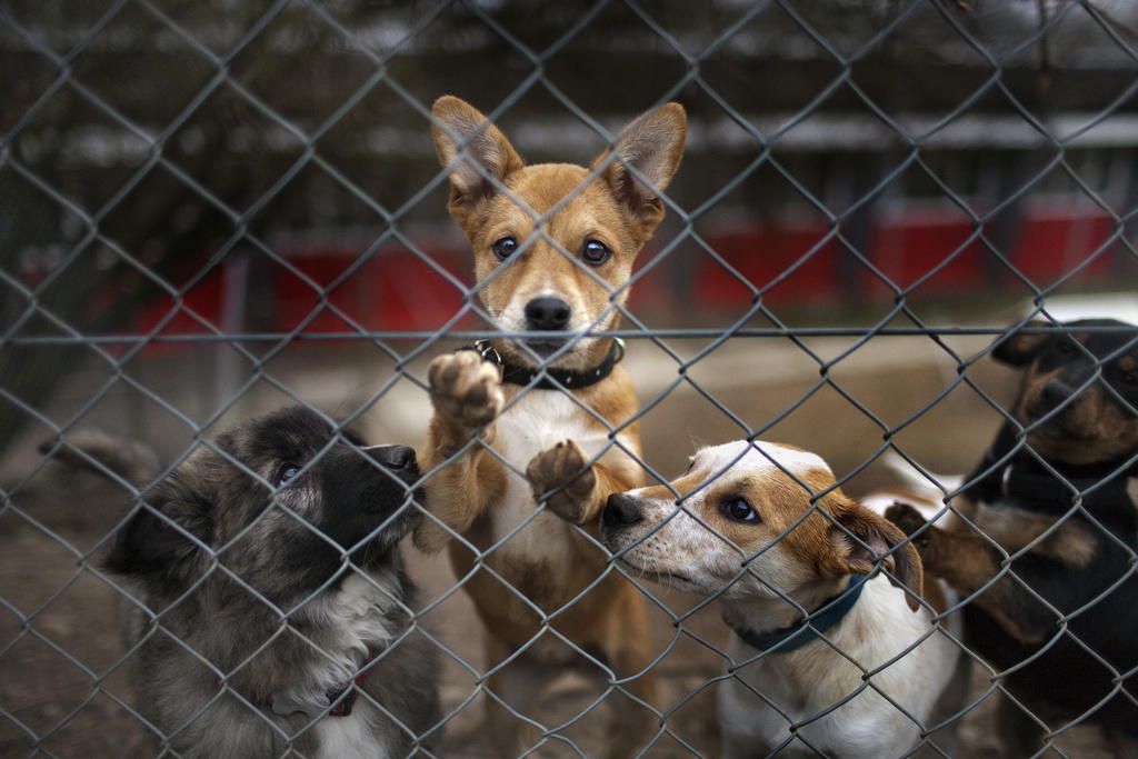Tierschutzorganisationen und Tierheime werden momentan mit Adoptionsanfragen überrannt. «Wegen Corona wollen alle ein Tier adoptieren», sagt Esther Geisser, Präsidentin der Tierschutzorganisation Network for Animal Protection (NetAP)