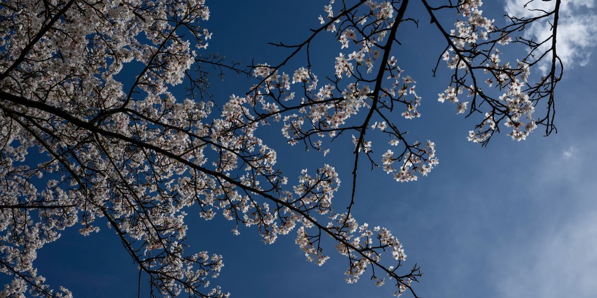 -Mir-werden-die-B-ume-auch-fehlen-Kirschbaum-Rodung-sorgt-f-r-Emp-rung-im-Netz