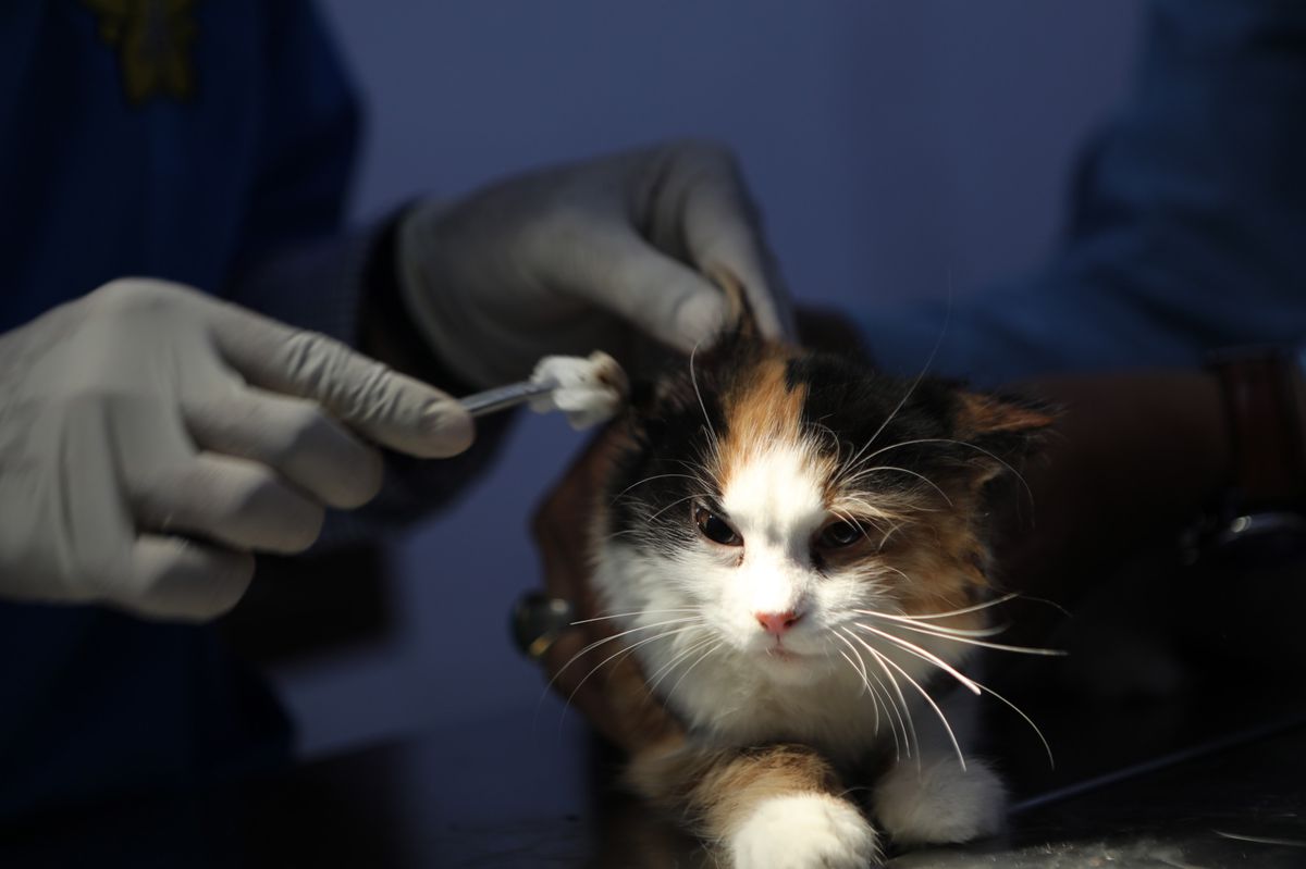 Bien qu’un nouveau numéro ait été mis en place (0227572424), la Société genevoise des vétérinaires précise, pour les habitués, que l’ancien numéro (09008383 43) est toujours utilisable (photo d’illustration).