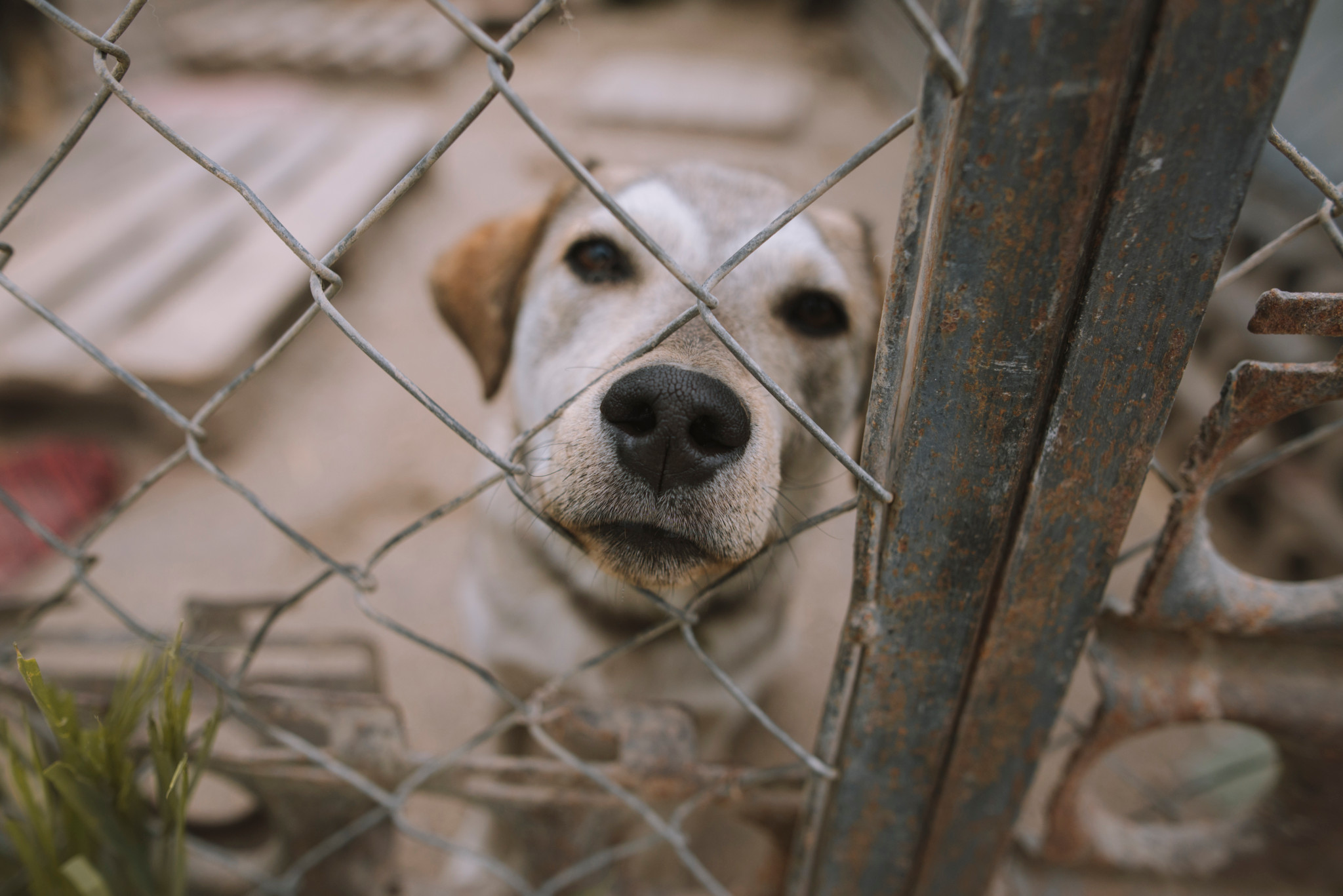 Weisser Hund schaut durch einen Maschendrahtzaun in einem Tierheim, Nase nah an den Gitterstäben. Weisser Hund schaut durch einen Maschendrahtzaun in einem Tierheim, Nase nah an den Gitterstäben.
