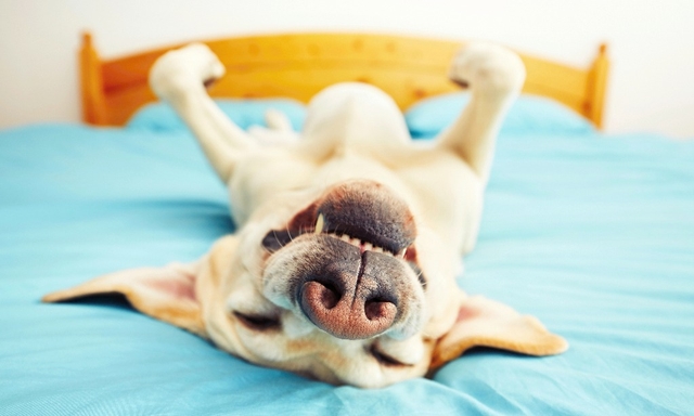 rundes hundekissen Dog bed round | Donut dog bed - Fippa, Humus