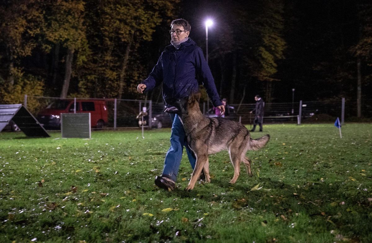 Hund Folgt Auf Schritt Und Tritt Martin Rütter «Dem Hund muss es Spass machen» | Berner Zeitung
