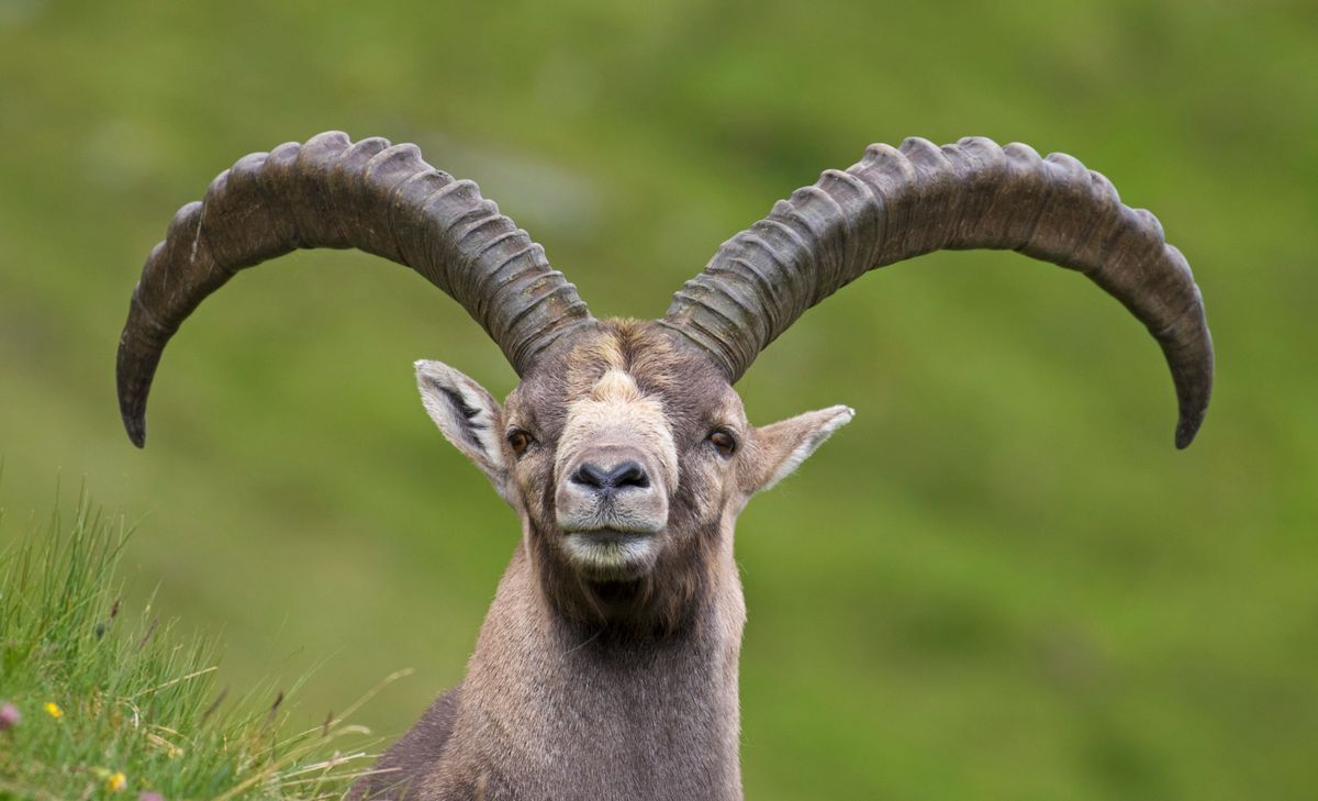 entre 2002 et 2021, la population de bouquetins en Valais est passée de 3500 à 6000 individus.