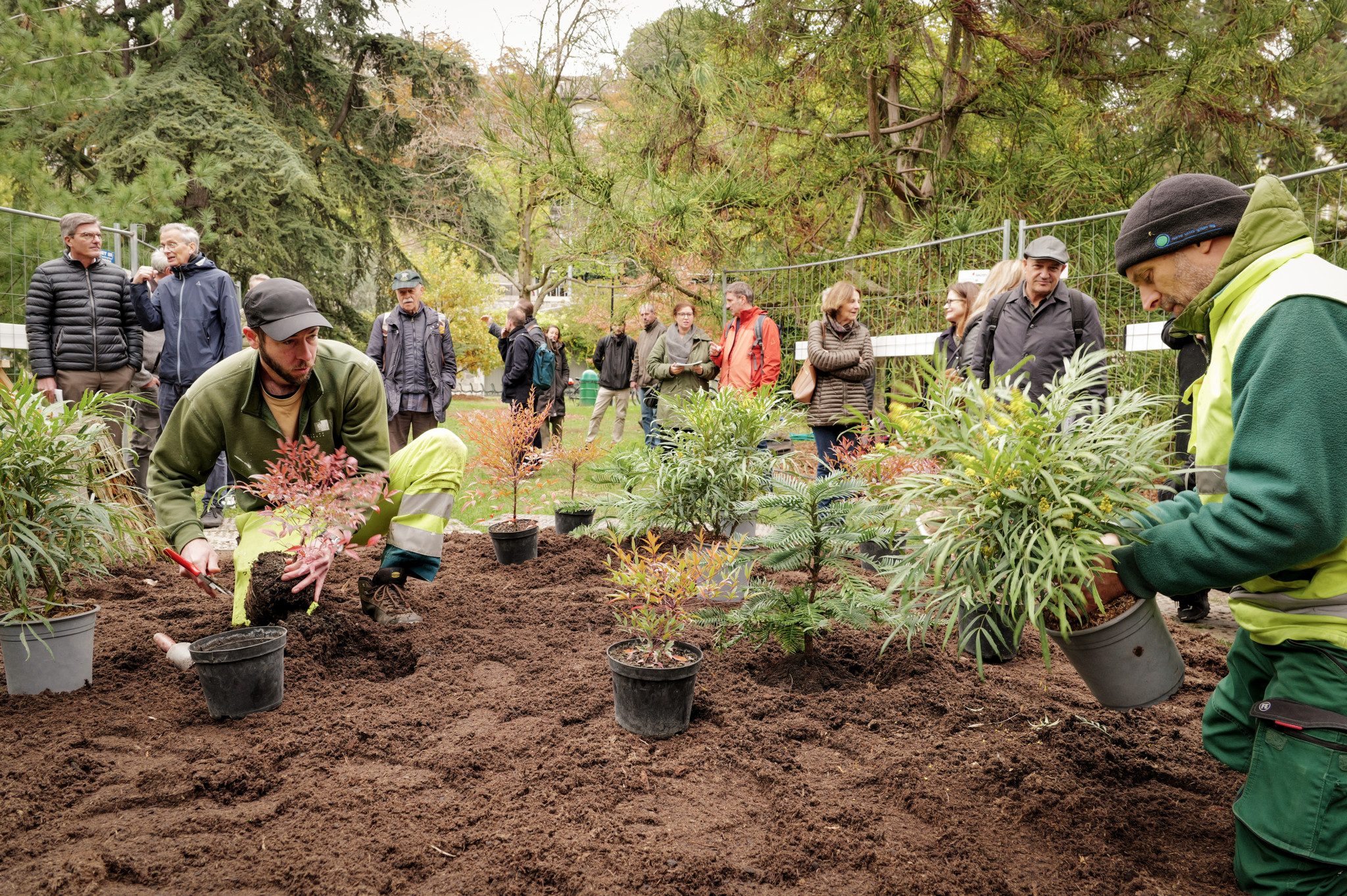 300 ans du parc: Un pin rarissime planté aux Bastions