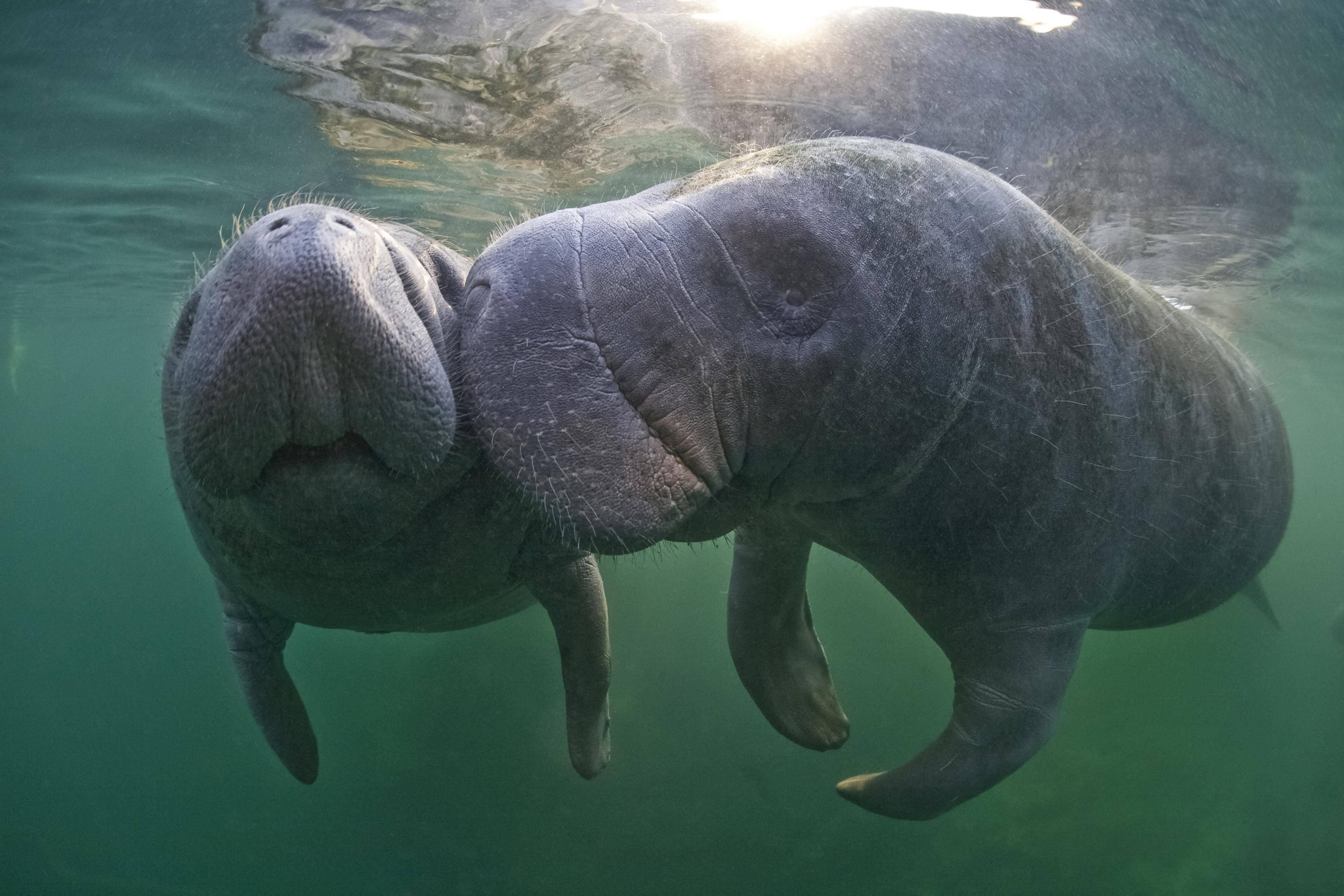 Zwei Karibik-Manatis schwimmen eng nebeneinander in klarem Wasser in Florida, USA.