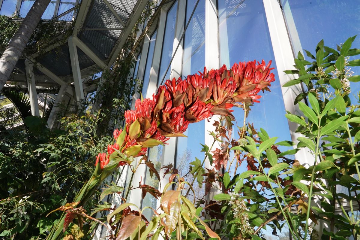 Un Dorianthes Palmeri, connu sous le nom de lys géant, a fleuri au Jardin botanique et succite depuis une grande curiosité.