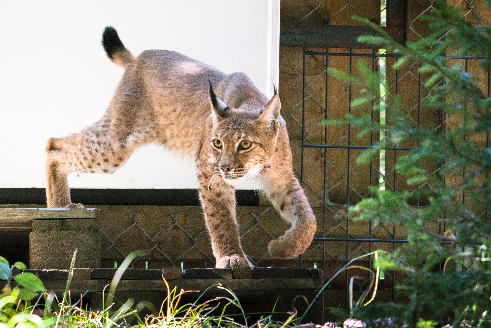 Luchsin Wangari beim Verlassen ihres Geheges während der Auswilderung durch Luchs Thüringen, eröffnet von Bundesumweltminister Carsten Schneider.