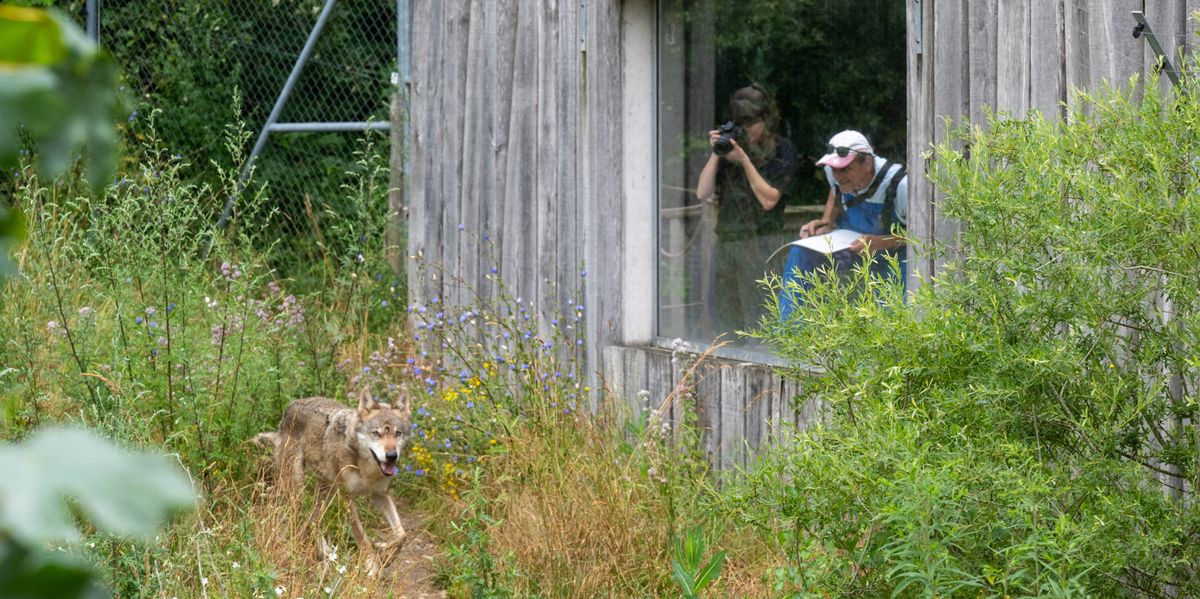 Le Vaud, le 22 juillet 2024, Les taxidermistes André Keiser et Céline Mouillé observent un loup au zoo de la Garenne. En photos ou en croquis pour mieux travailler sur leur prochain loup gris à empailler. ©Florian Cella/24h