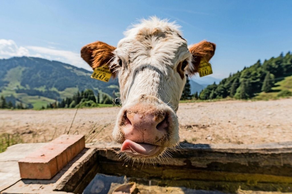 En pleine canicule, les paysans essuient une pluie de critiques