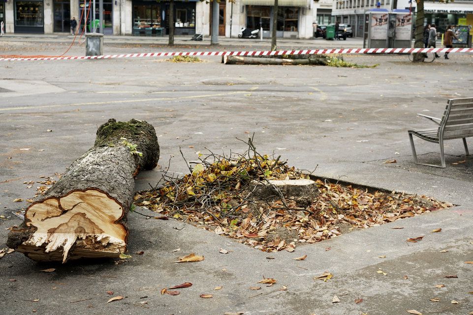 Genève, le 27 octobre 2016. Plaine de Plainpalais. Des arbres sélectionnés sont abattus et coupés. Photo: Laurent Guiraud.