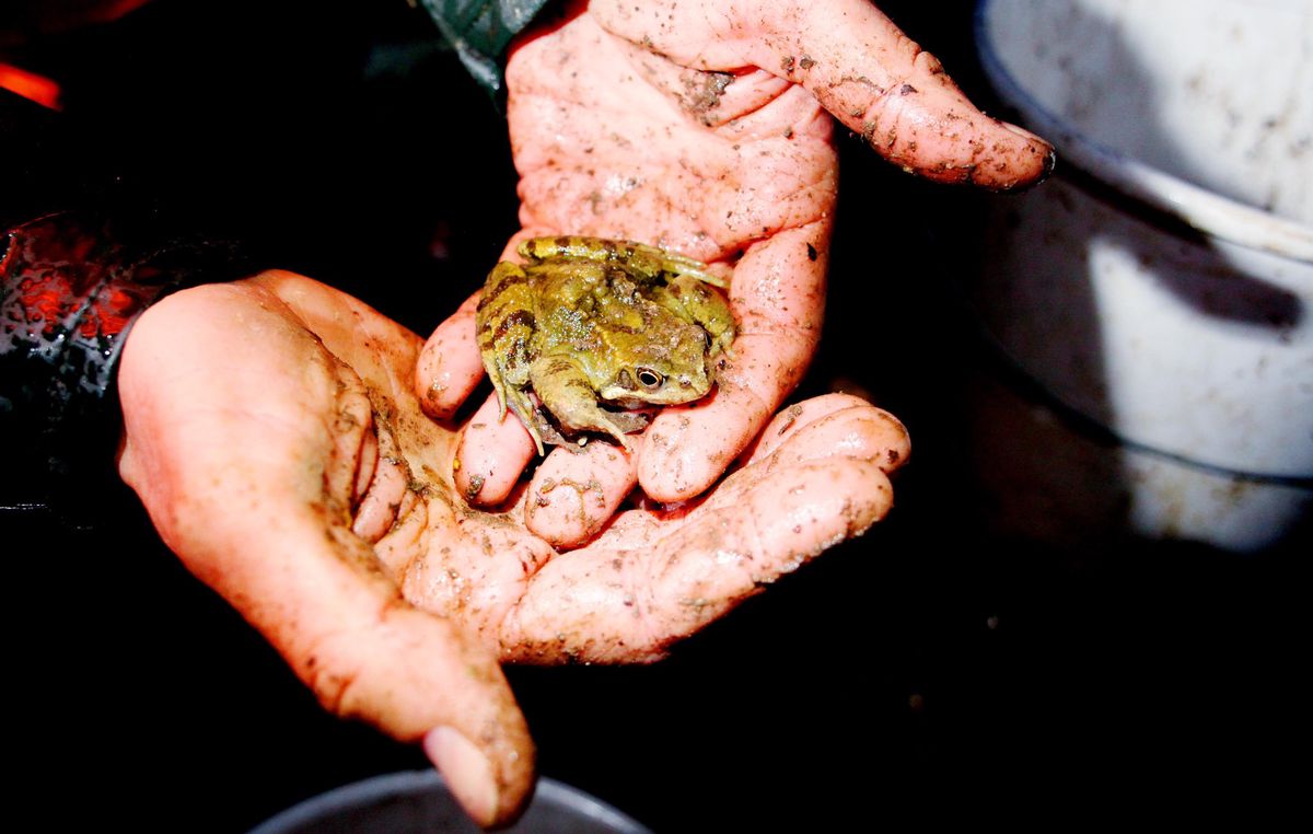 En 2012 déjà, les bénévoles s’activaient le long de la route de Juvigny afin de sauver un maximum de petits batraciens, leur évitant de traverser la chaussée afin qu’ils rejoignent sains et saufs leurs sites de reproduction.