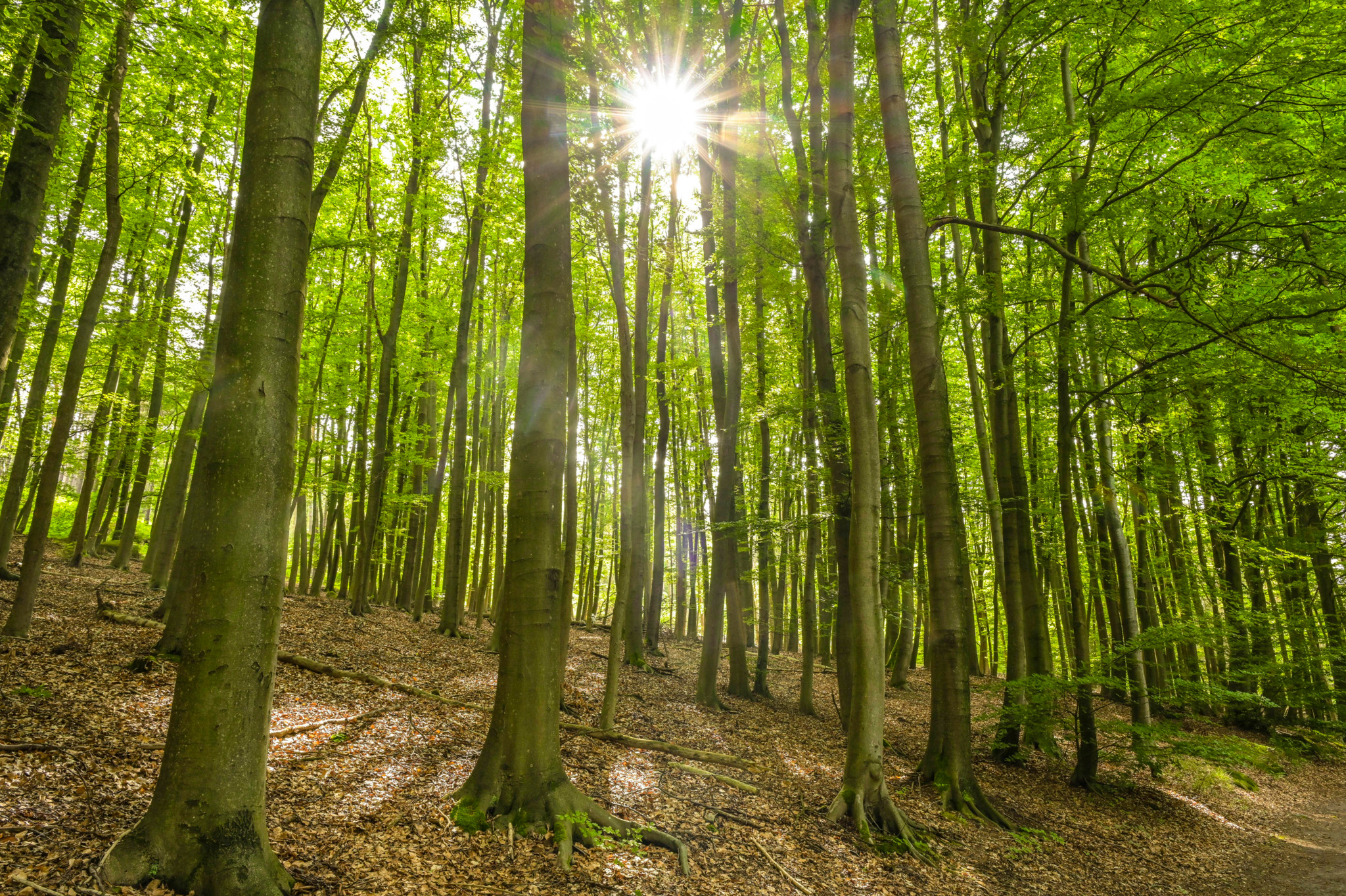 Forêts suisses: Le hêtre, arbre emblématique et victime du réchauffement climatique