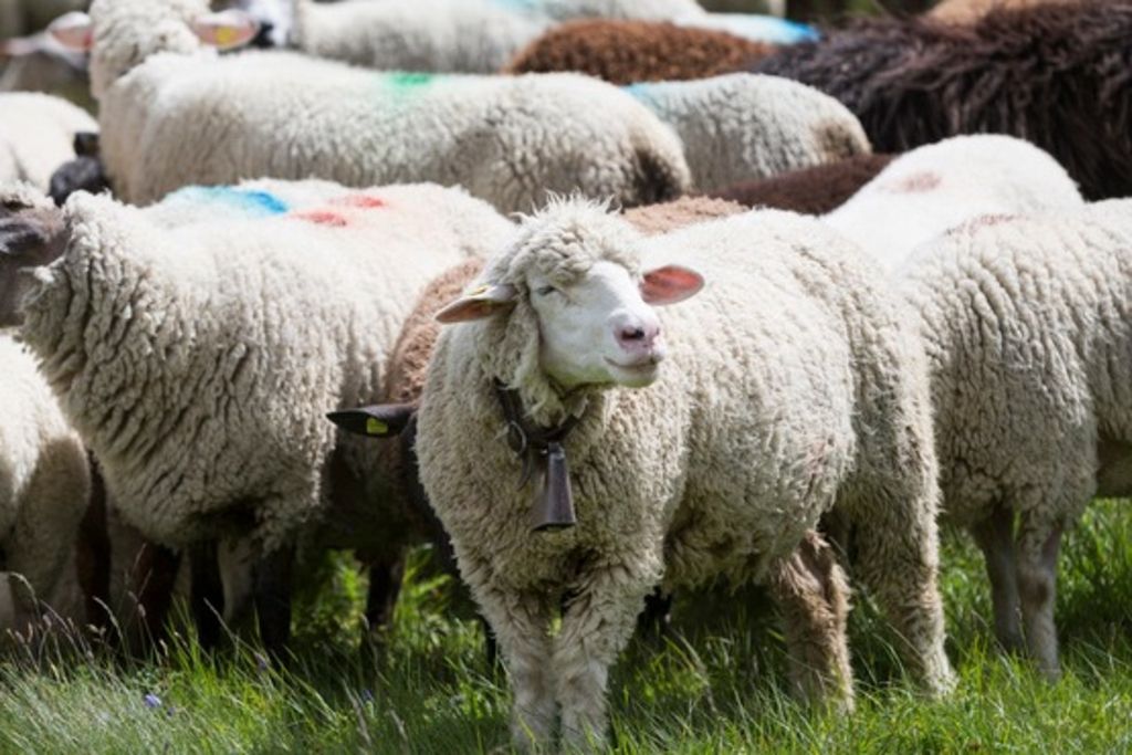 40 moutons sont morts dans une tempête