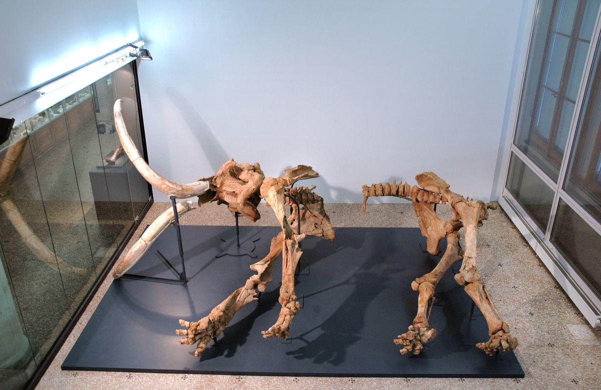 Sapy, le mammouth du Brassus