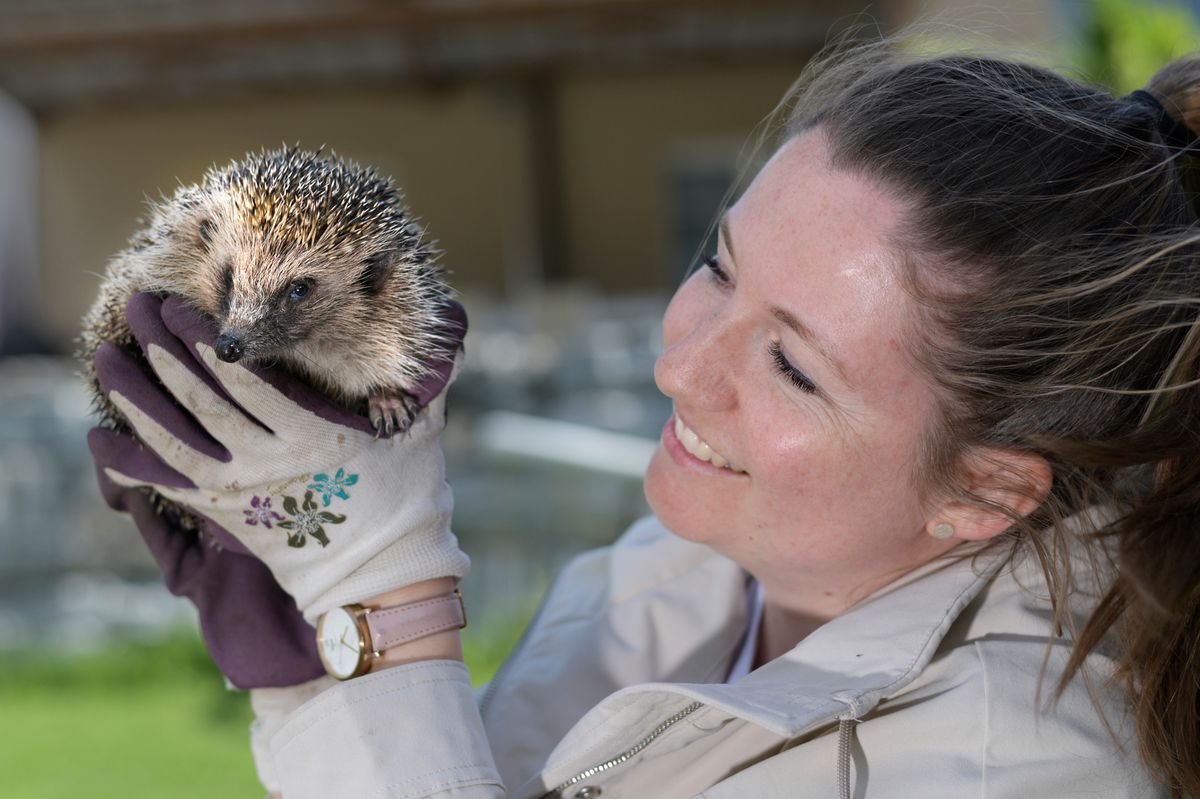 Membre de l’association «Sauve qui pique», Jenny Moser a accueilli As de pique dans son jardin de Charrat, en Valais.