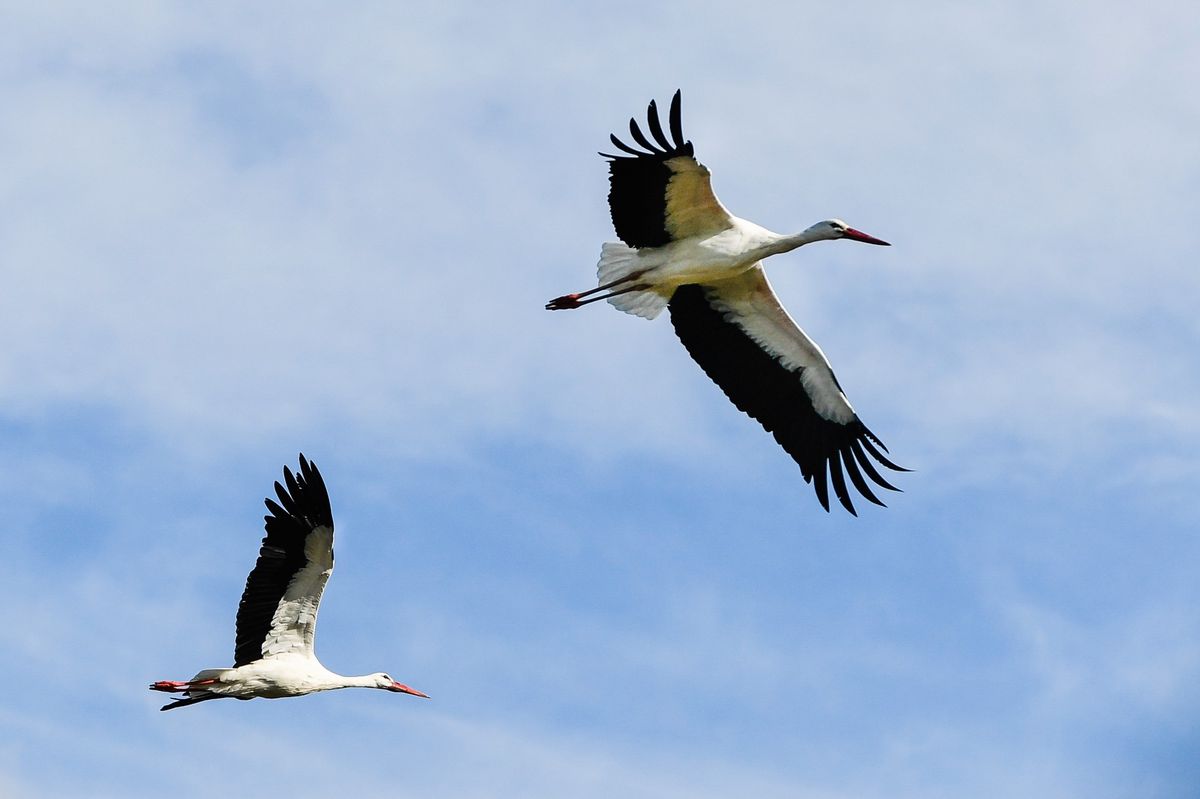 Erfreuliches vom Weissstorch Warum die Störche immer zahlreicher sind