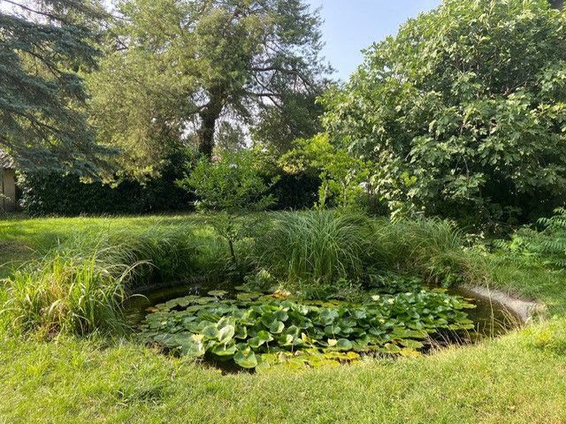 Petit étang avec nénuphars entouré de verdure et d'arbres.