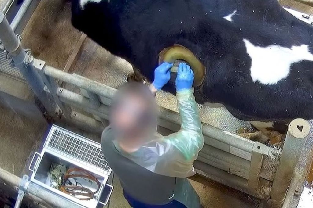 Le scandale des vaches à hublots agite la France