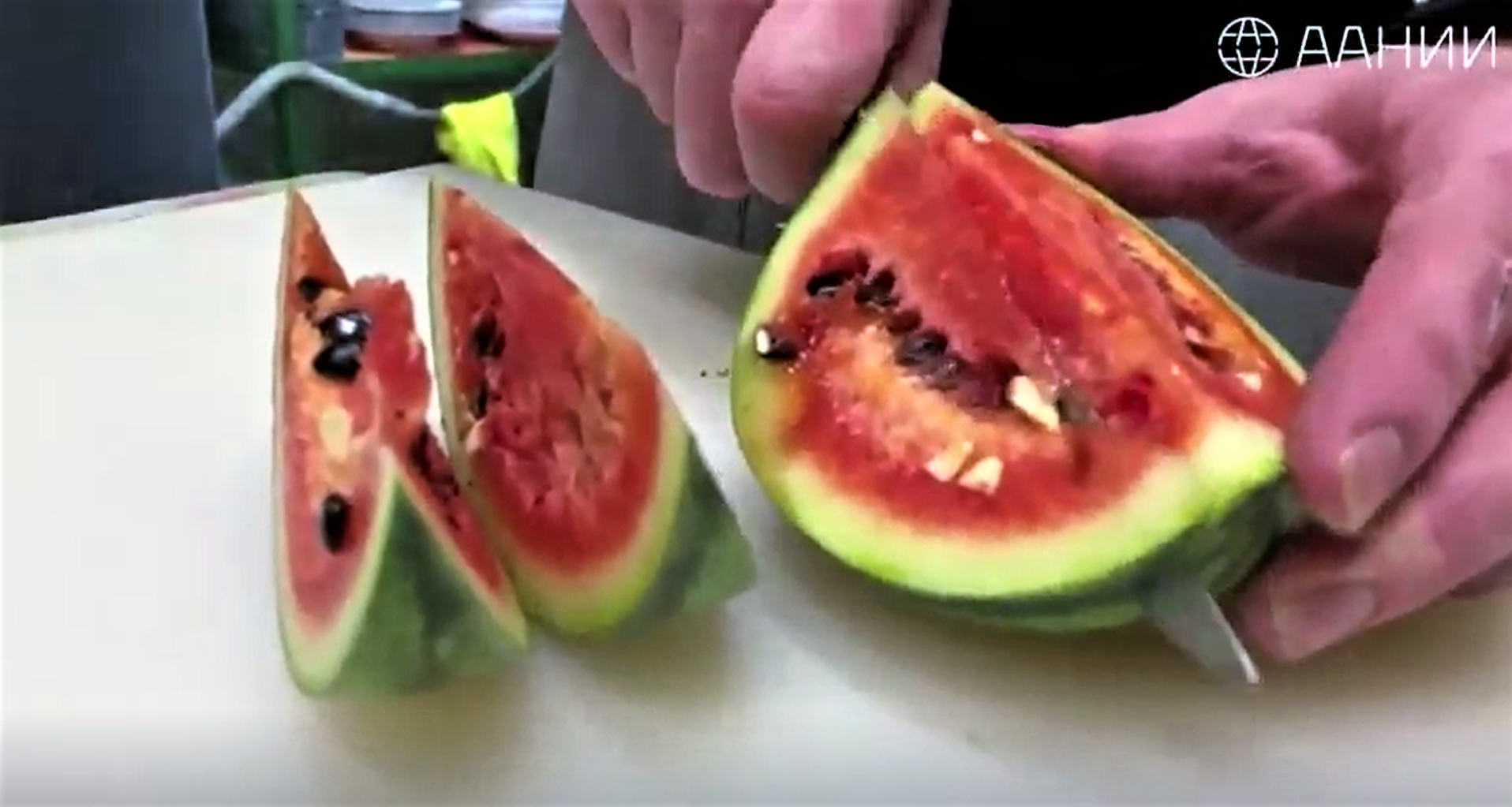 Wassermelonen aus der Antarktis