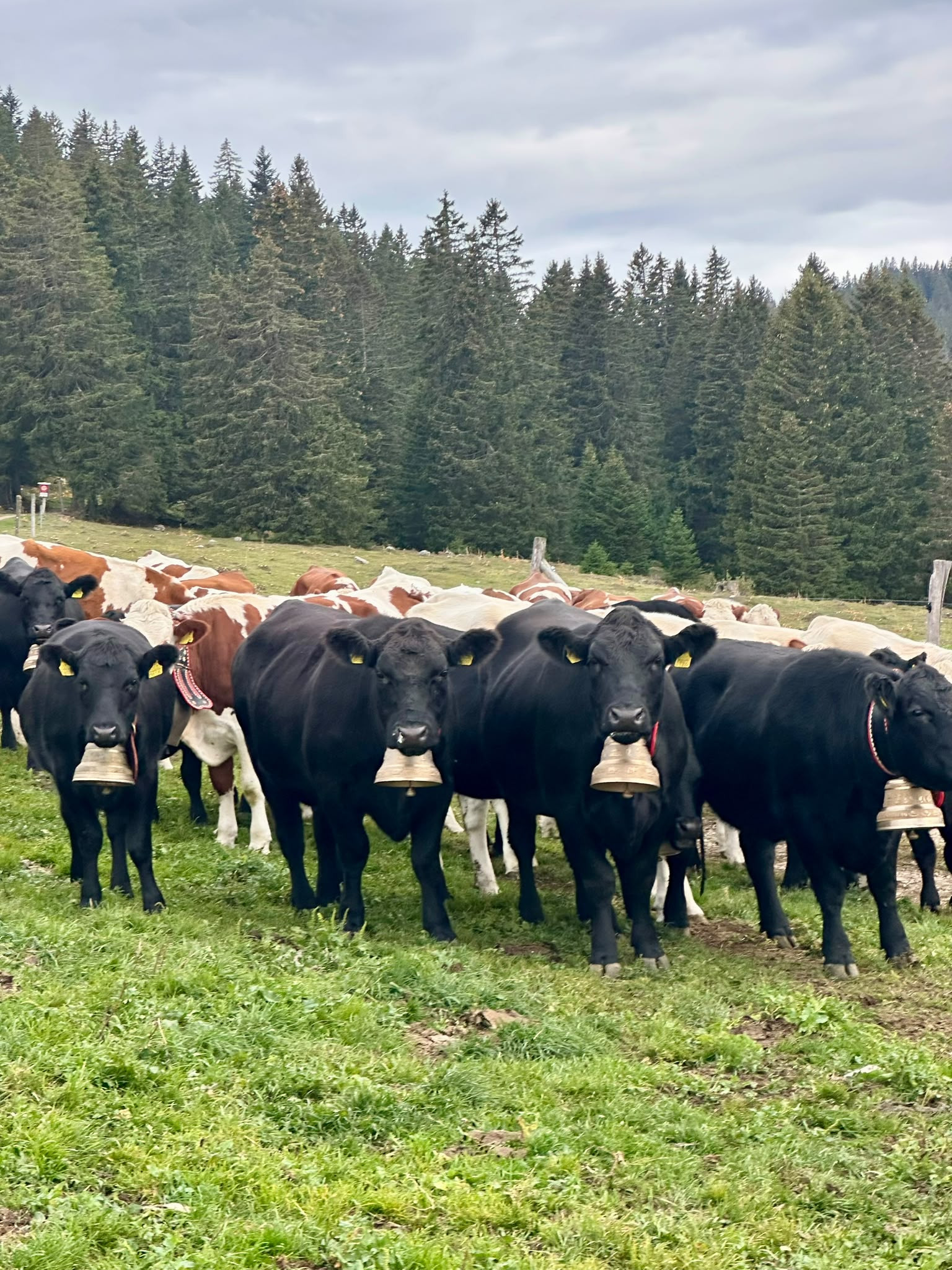 «Prises de panique»: Un agriculteur de Ballens perd ses deux vaches Angus lors de la désalpe