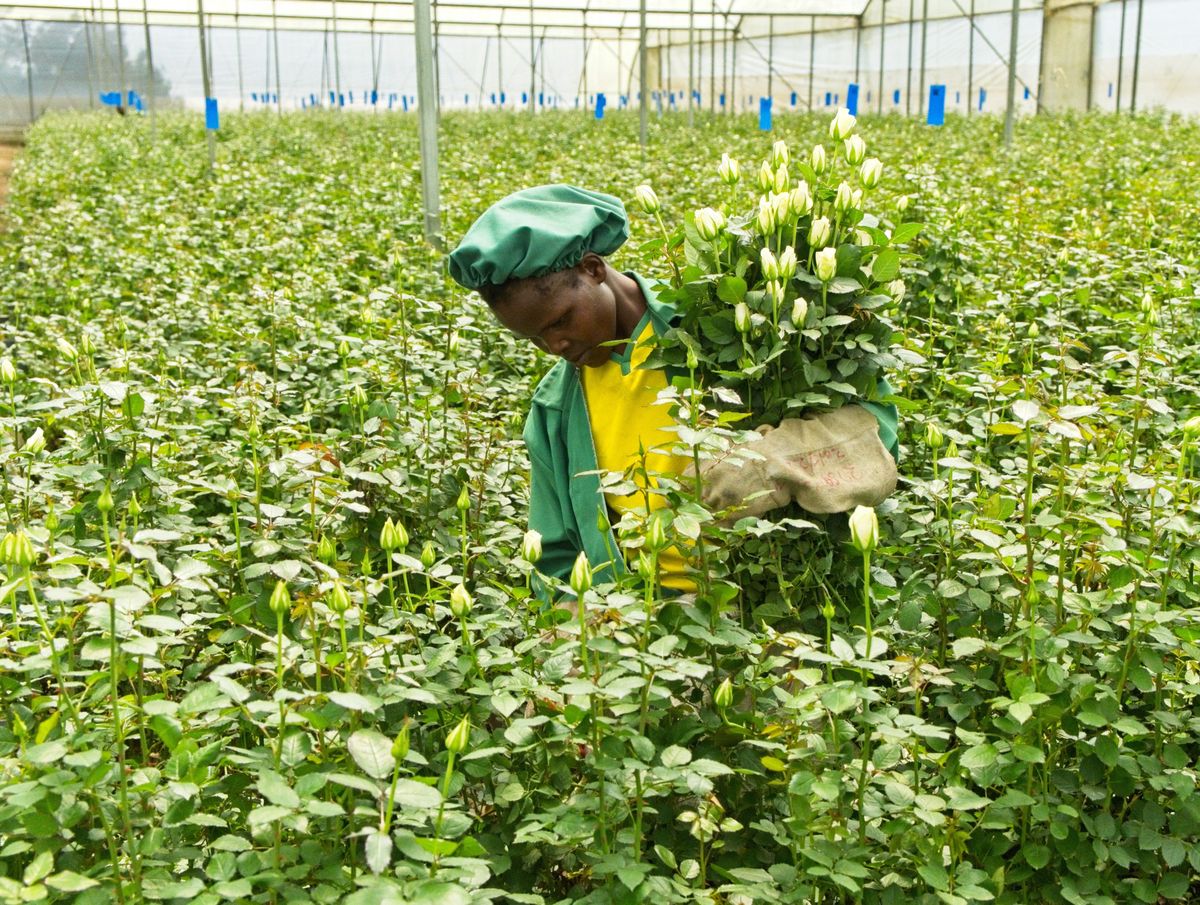 Longonot Flower Farm Kenya_Credits_Lubomir_Kadane