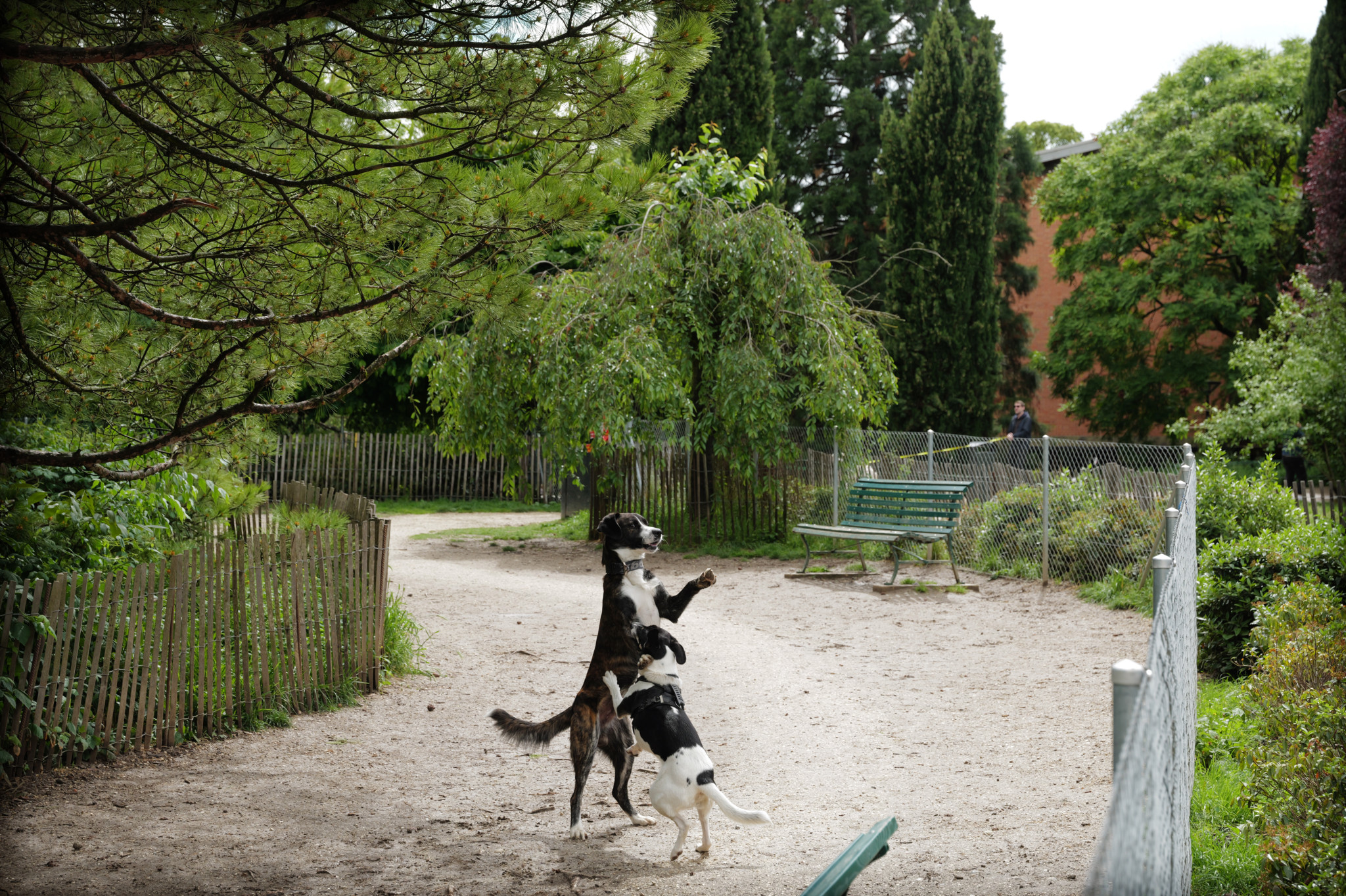 Nuisances sonores: La Ville acte le démantèlement du parc à chiens de Geisendorf