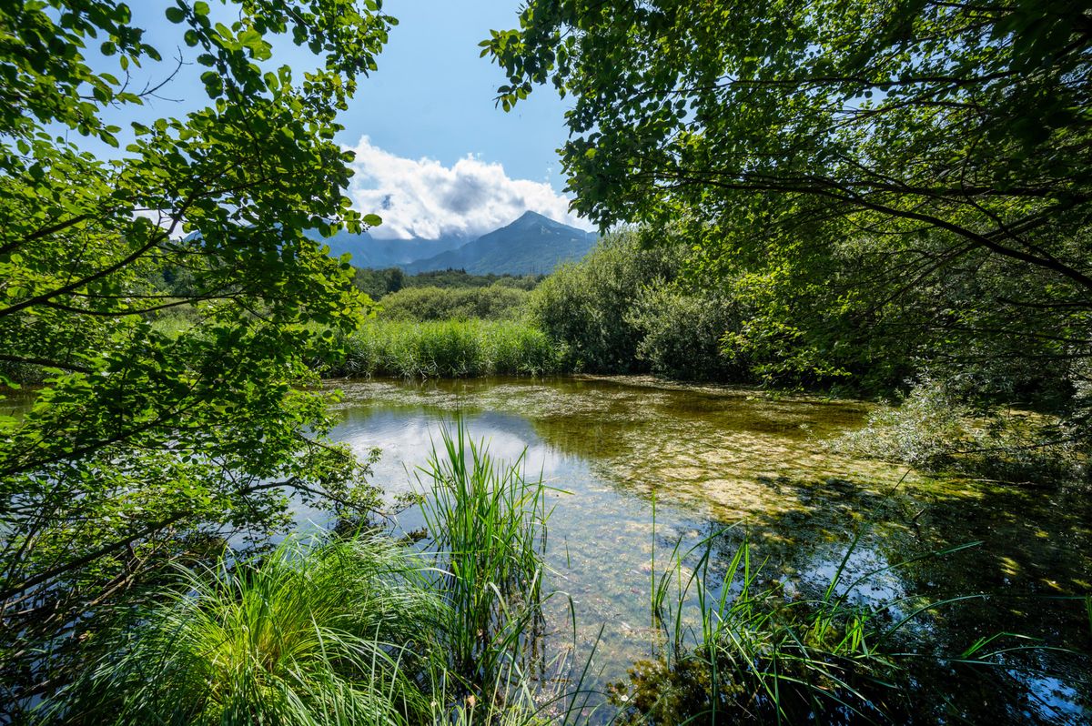 17 juillet  2024  BEX   réserves naturelles marécageuses, ces écosystèmes indispensables mais en perdition. Celui de Bex a été recréé, en témoignage de l'ancienne physionomie de la plaine du Rhône.    Photo Patrick Martin/24HEURES
