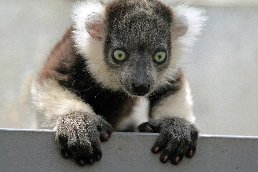 Satigny accueille le festival mondial des lémuriens