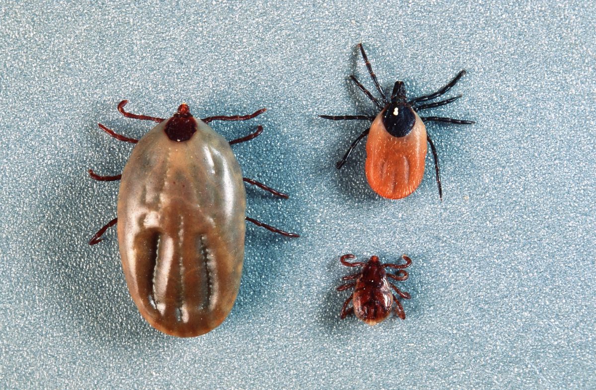 Zeckengefahr in der Schweiz Das sind die Hotspots TagesAnzeiger