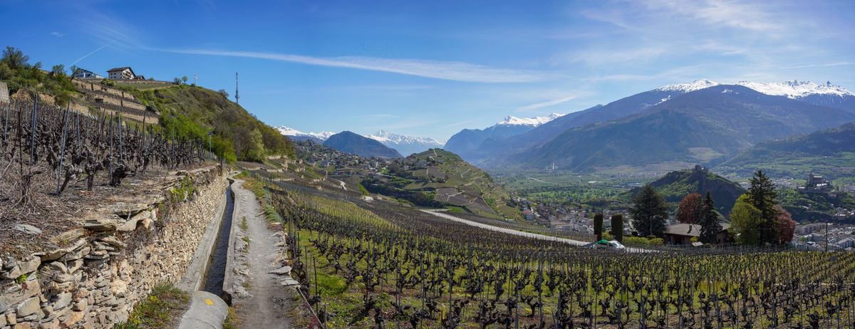 Les ceps des vignes de Jean* (à gauche) doivent être arrachés jusqu’à une distance de trois mètres du bisse. L’homme s’y oppose fermement.