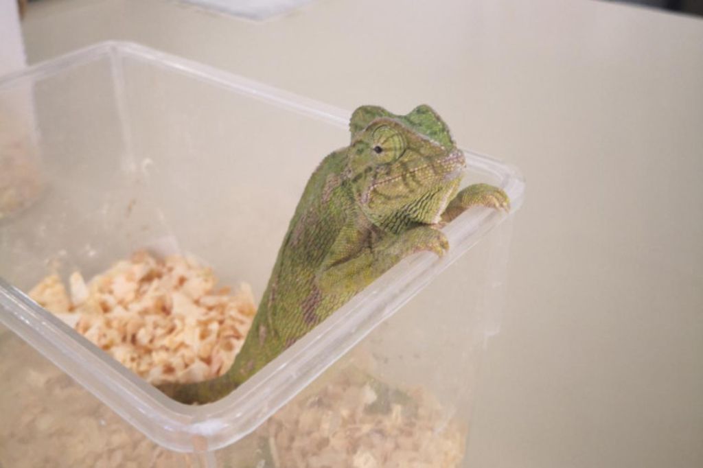 Des milliers de reptiles ont sauvé leur peau