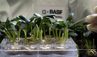 IPO in Frankfurt: Vier Investmentbanken sollen BASF-Agrarsparte an die Börse bringen