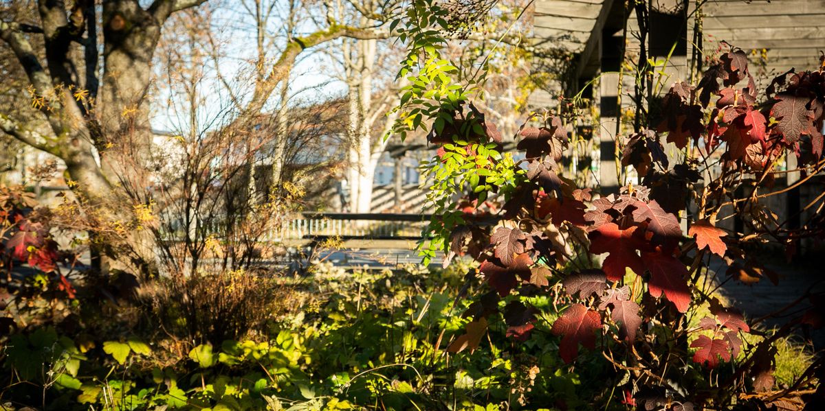 Aktualisierte-Rote-Listen-44-Prozent-der-Tierarten-in-Basel-Stadt-sind-gef-hrdet