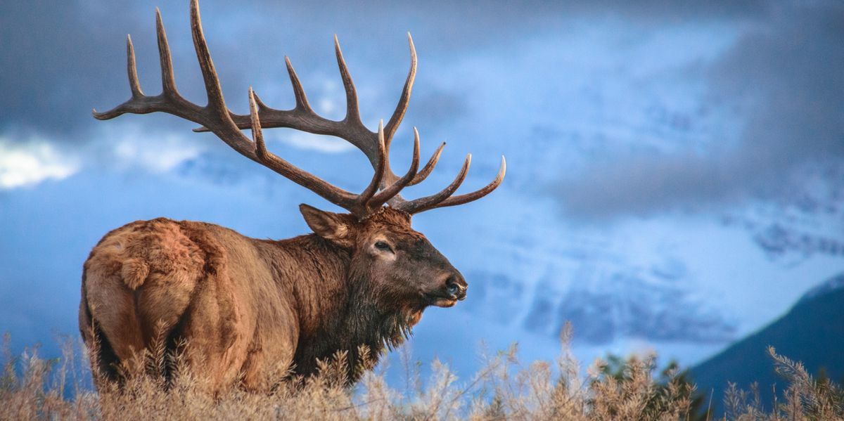 Grizzly-Schwarzb-r-Wapiti-Mit-diesem-Wildtier-kommt-es-in-Kanadas-Parks-am-h-ufigsten-zu-Zwischenf-llen