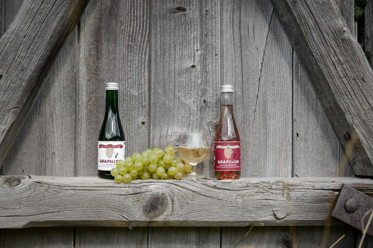 Le Grapillon chesselas et son homonyme gamay.