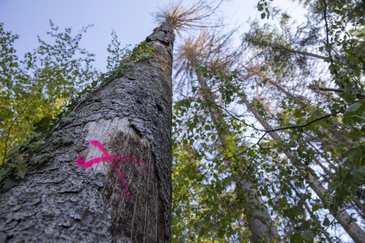 On repère les arbres attaqués par l’écorce qui s’en détache. Ils sont ensuite marqués puis abattus et emmenés en dehors de la forêt, pour limiter les infestations par essaimage.