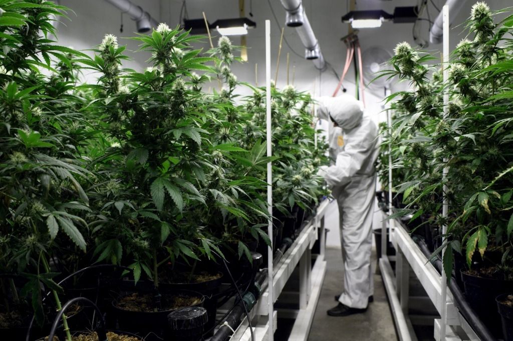 Pas de nouvelle loi sur le cannabis