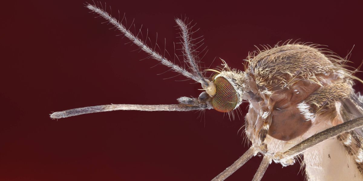 Erreger-breitet-sich-aus-Das-Tessin-r-stet-sich-mit-Bluttests-gegen-den-Einfall-des-West-Nil-Virus