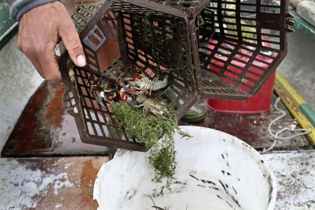 Le filet se resserre autour de l’écrevisse américaine