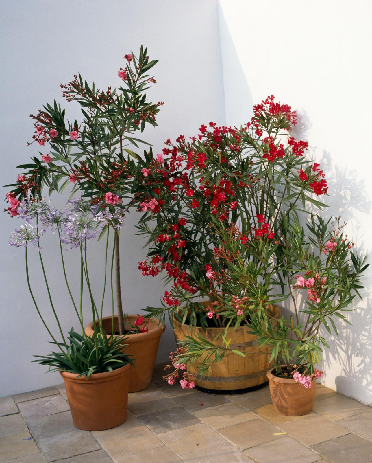 Garten im Winter: klteempfindliche Pflanzen schtzen