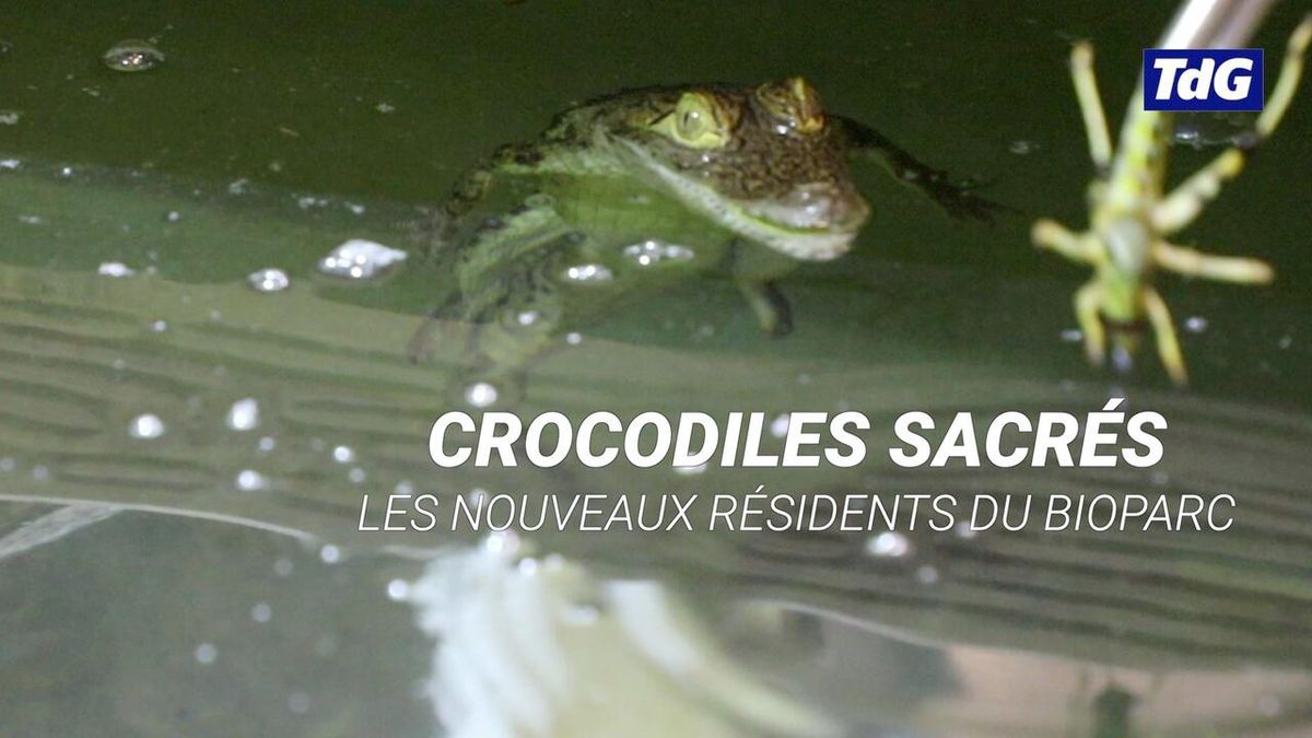 Crocodiles sacrés, les nouveaux résidents du Bioparc Genève