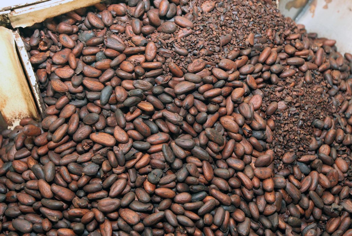 Les fèves de cacao sont encore peu payées aux producteurs.